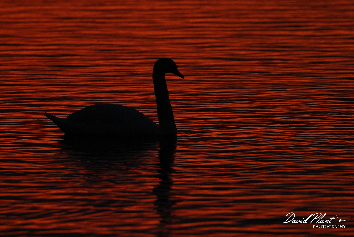 David Plant Photography - Wildlife Photographer - Mute swan at sunset - J.jpg - Mute swan at sunset - Welney